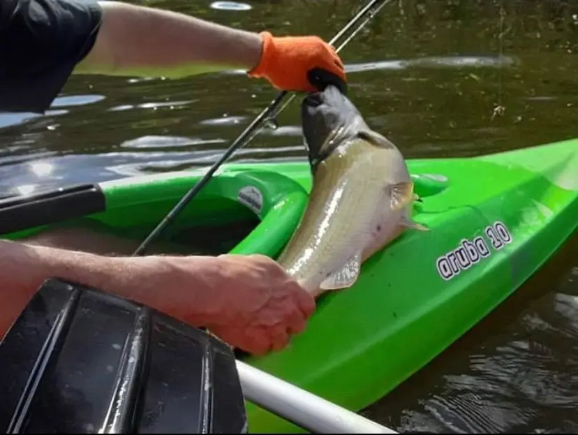 Catching bass from a kayak on the canal to Lake Panasoffkee